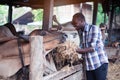 African Farmer giving dry feed to cows in stable Royalty Free Stock Photo