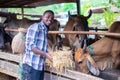 African Farmer giving dry feed to cows in stable