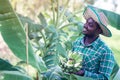 African farmer is happily working on his organic banana plantation farm.Agriculture or cultivation concept Royalty Free Stock Photo