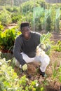 African farmer harvesting green onion