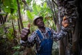 African farmer harvests Raphia hookeri from his plantation, fruit used for palm wine Royalty Free Stock Photo