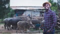 African farmer with hat stand in the water buffalo farm.Agriculture or cultivation concept Royalty Free Stock Photo