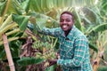 African farmer holding green banana on farm