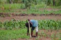 African Farmer - Malawi