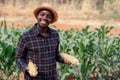 African farmer man holding a fresh corn by in a farm land