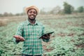 African farmer man holding fresh sweet potato at organic farm with using tablet.Agriculture or cultivation concept Royalty Free Stock Photo