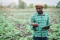 African farmer man thinking and holding fresh sweet potato at organic farm with using tablet.Agriculture or cultivation concept Royalty Free Stock Photo