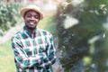 African farmer stand to observe the yield and growth of melons in organic farms.Agriculture or cultivation concept