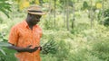 African farmer using smartphone for research banana in organic vegetable farm.Agriculture or cultivation concept Royalty Free Stock Photo