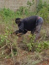 African farmer weeding Royalty Free Stock Photo