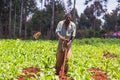 African Farmer Weeding Royalty Free Stock Photo