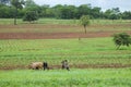 African Farmer - Zambia