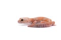 African fat tail gecko isolated on white background
