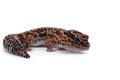 African fat tail gecko isolated on white background