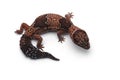 African fat tail gecko on white background Royalty Free Stock Photo