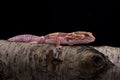 An African fat tailed gecko(caramel colour).This reptile has the scientific name Hemitheconyx caudicinctus Royalty Free Stock Photo