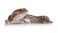 African fat-tailed gecko - Hemitheconyx caudicinct Royalty Free Stock Photo