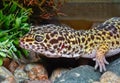 African Fat-tailed Gecko (Hemitheconyx caudicinctus Royalty Free Stock Photo