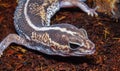 African Fat-tailed Gecko (Hemitheconyx caudicinctus), A gecko sits on a tree branch Royalty Free Stock Photo