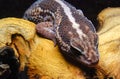 African Fat-tailed Gecko (Hemitheconyx caudicinctus), A gecko sits on a tree branch Royalty Free Stock Photo