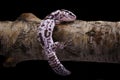 An African fat tailed gecko.This reptile has the scientific name Hemitheconyx caudicinctus.on a tree branch, indoor shot Royalty Free Stock Photo