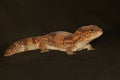 An African fat tailed gecko is sunbathing before starting his daily activities. Royalty Free Stock Photo