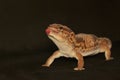 An African fat tailed gecko is sunbathing before starting his daily activities. Royalty Free Stock Photo