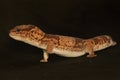 An African fat tailed gecko is sunbathing before starting his daily activities. Royalty Free Stock Photo