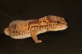 An African fat tailed gecko is sunbathing before starting his daily activities. Royalty Free Stock Photo