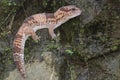 An African fat tailed gecko is sunbathing before starting his daily activities. Royalty Free Stock Photo