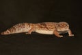 An African fat tailed gecko is sunbathing before starting his daily activities. Royalty Free Stock Photo