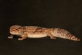 An African fat tailed gecko is sunbathing before starting his daily activities. Royalty Free Stock Photo