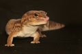 An African fat tailed gecko is sunbathing before starting his daily activities. Royalty Free Stock Photo