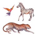 African fauna set Royalty Free Stock Photo