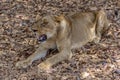 The African female lion Lat. Panthera leo. Portrait. Royalty Free Stock Photo