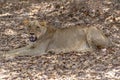 The African female lion Lat. Panthera leo. Portrait. Royalty Free Stock Photo