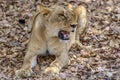 The African female lion Lat. Panthera leo. Portrait. Royalty Free Stock Photo