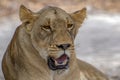 The African female lion in Thicket. Portrait.Panthera leo. Portrait