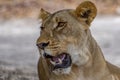 The African female lion in Thicket. Portrait.Panthera leo. Portrait