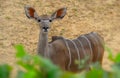African female nyala antelope looking into the camera Royalty Free Stock Photo