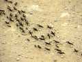 African Fighter Ants