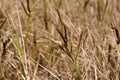 African finger millet Eleusine coracana