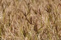 African finger millet Eleusine coracana