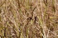 African finger millet Eleusine coracana