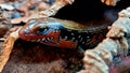 African fire skink Royalty Free Stock Photo