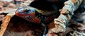 African fire skink Royalty Free Stock Photo