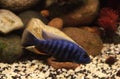 Haplochromis jacksoni Royalty Free Stock Photo