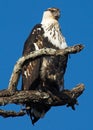 African fish eagle