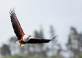 African Fish Eagle Royalty Free Stock Photo