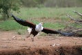 African Fish Eagle Royalty Free Stock Photo